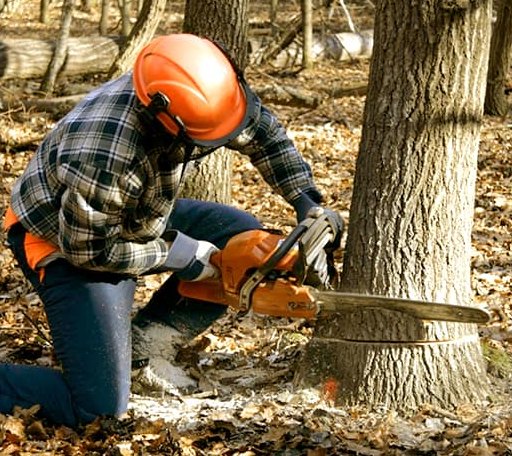 Tree Removal in Williamsburg, WV